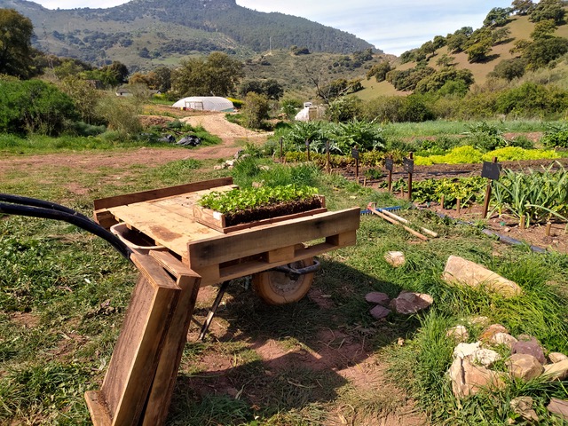 Vegetable garden, La Dehesa Biodinámica. Photo © Karethe Linaae.